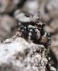 Salticus zebraneus